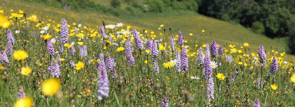 Common spotted orchids, Joan's Hill Farm