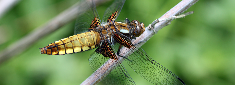 Broad-bodied chaser dragonfly