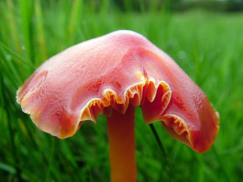 Scarlet waxcap (Hygrocybe coccinea)