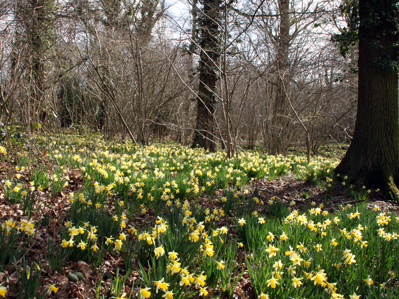 Wild daffodils, Queenswood, Dymock